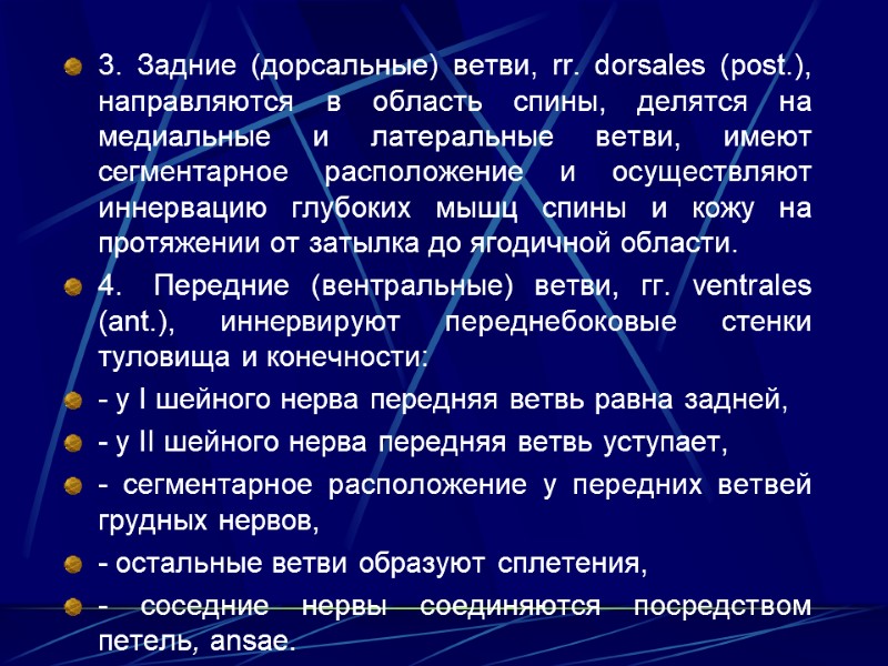 3. Задние (дорсальные) ветви, rr. dorsales (post.), направляются в область спины, делятся на медиальные